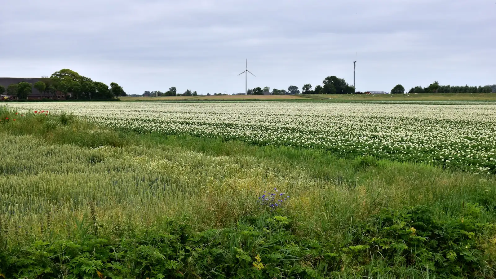 AI automatisering Friesland